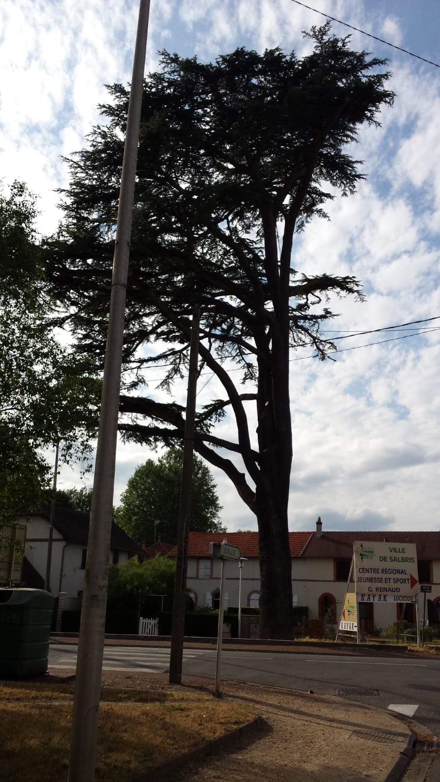 élagage acrobatique d'un chêne à salbris